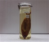 藏品(窩斑鰶)的圖片